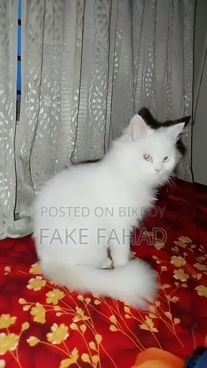 ৬-১২ মাসের পুরুষ বিশুদ্ধ পার্সিয়ান