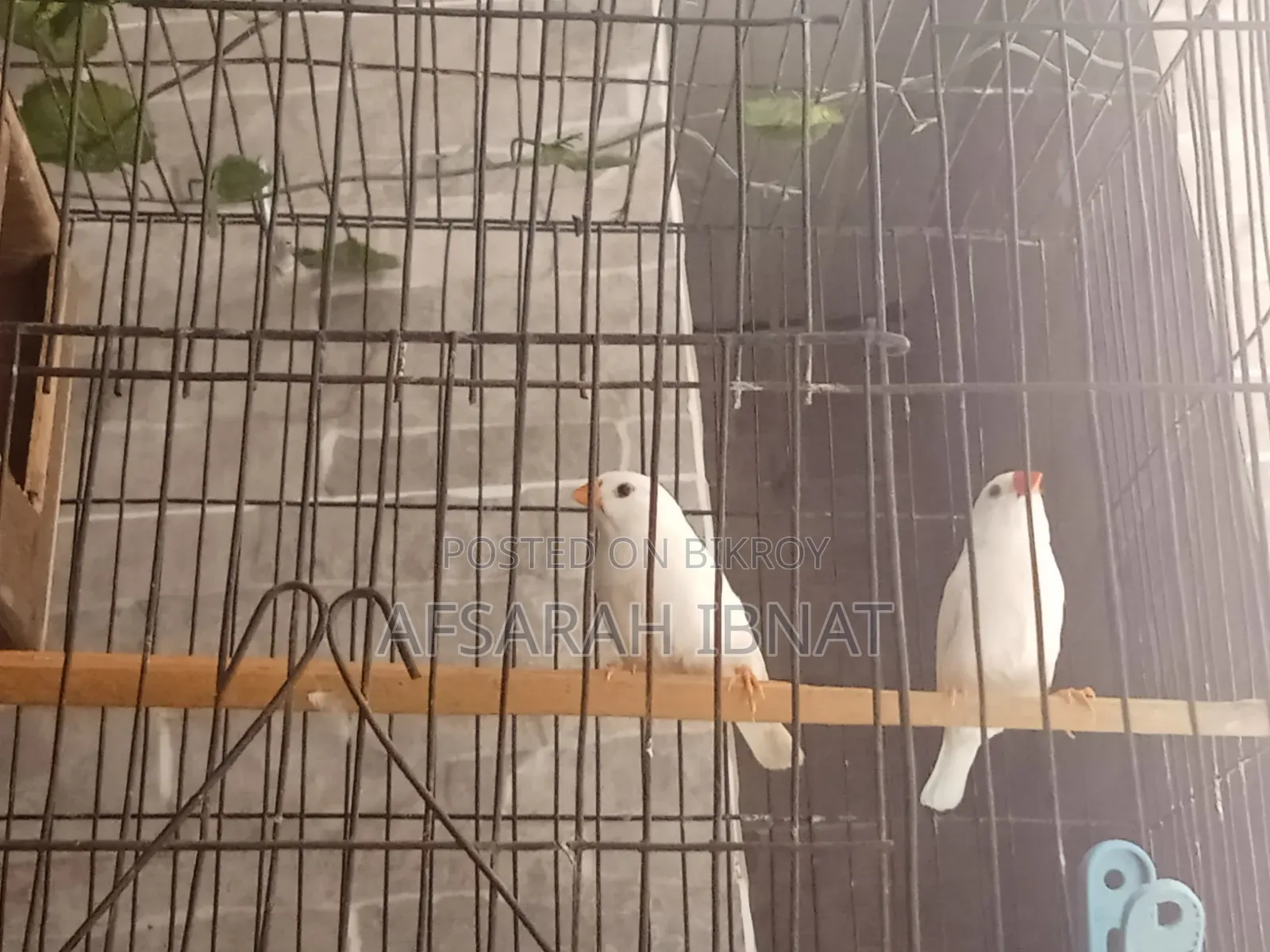 স্নো হোয়াইট ফিঞ্চ পাখি/ফিঞ্চ