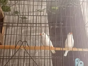 স্নো হোয়াইট ফিঞ্চ পাখি/ফিঞ্চ
