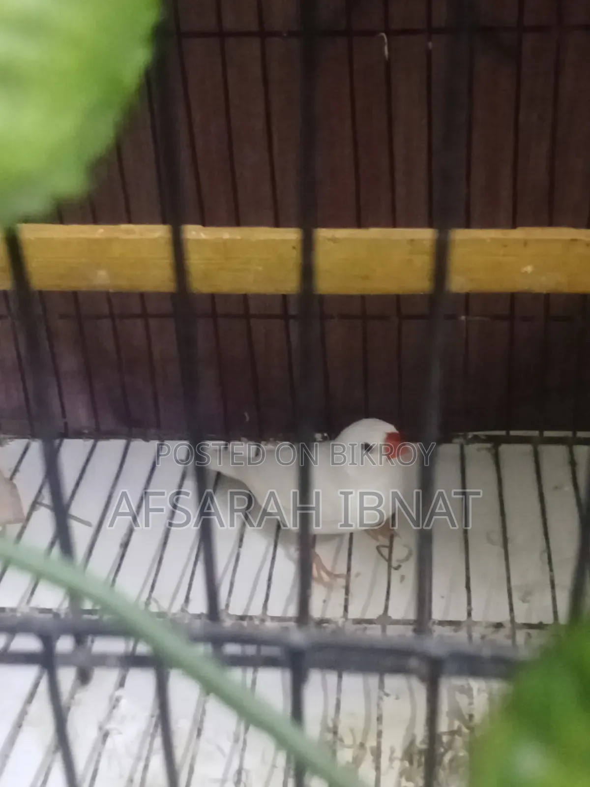 স্নো হোয়াইট ফিঞ্চ পাখি/ফিঞ্চ