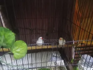 স্নো হোয়াইট ফিঞ্চ পাখি/ফিঞ্চ
