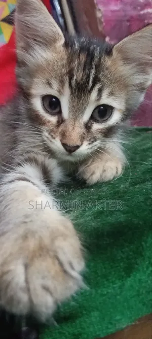1-3 Months Female Mixed Breed Persian