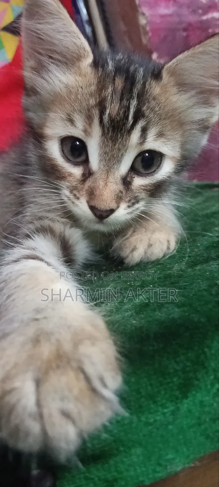 1-3 Months Female Mixed Breed Persian