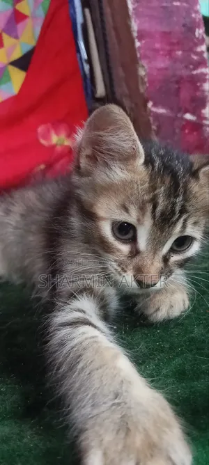 1-3 Months Female Mixed Breed Persian