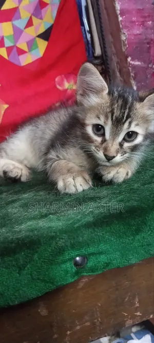 1-3 Months Female Mixed Breed Persian