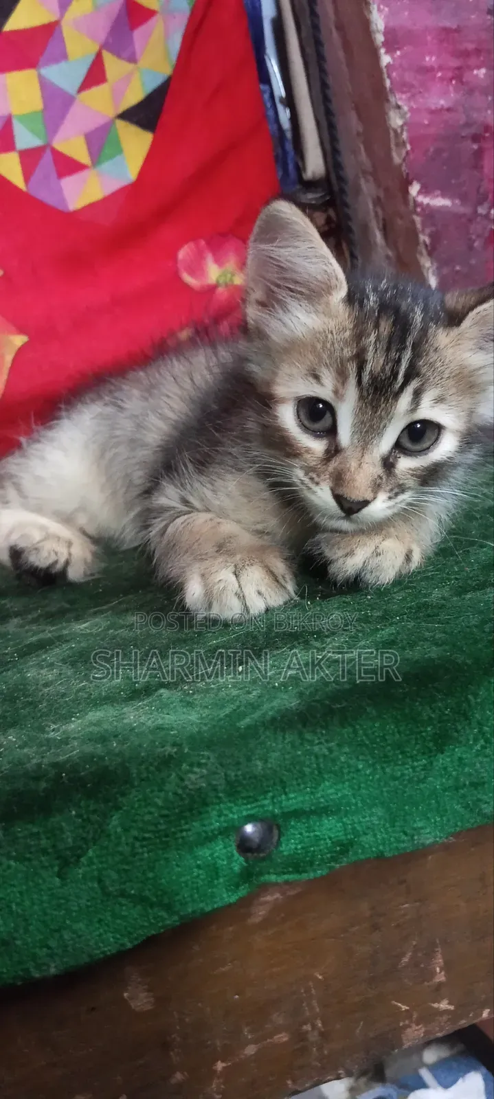 1-3 Months Female Mixed Breed Persian