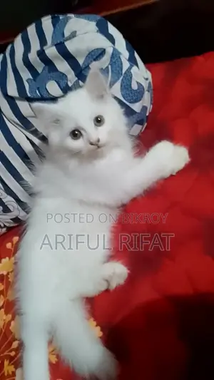 ১-৩ মাসের মেল পিওরব্রেড পার্সিয়ান