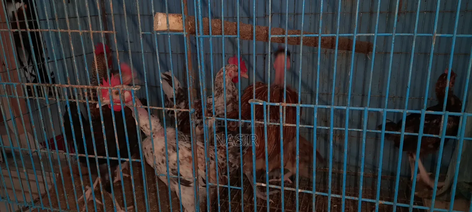 One Large Pure Naked-Neck Deshi Hen Along With 6 Chicks.