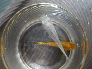 মলি মাছ লাল এবং সাদা