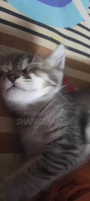 1-3 Months Female Mixed Breed Persian