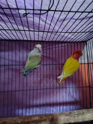 লাভ বার্ডস