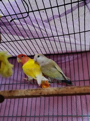 লাভ বার্ডস
