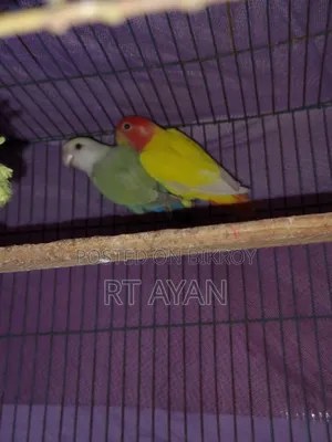 লাভ বার্ডস