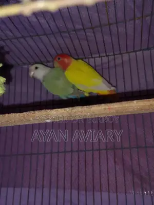 লাভ বার্ডস