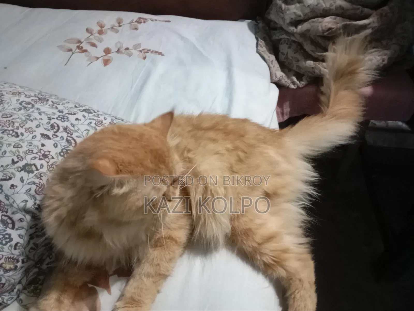 ১+ বছর বয়সী মেল পিওরব্রেড পারশিয়ান