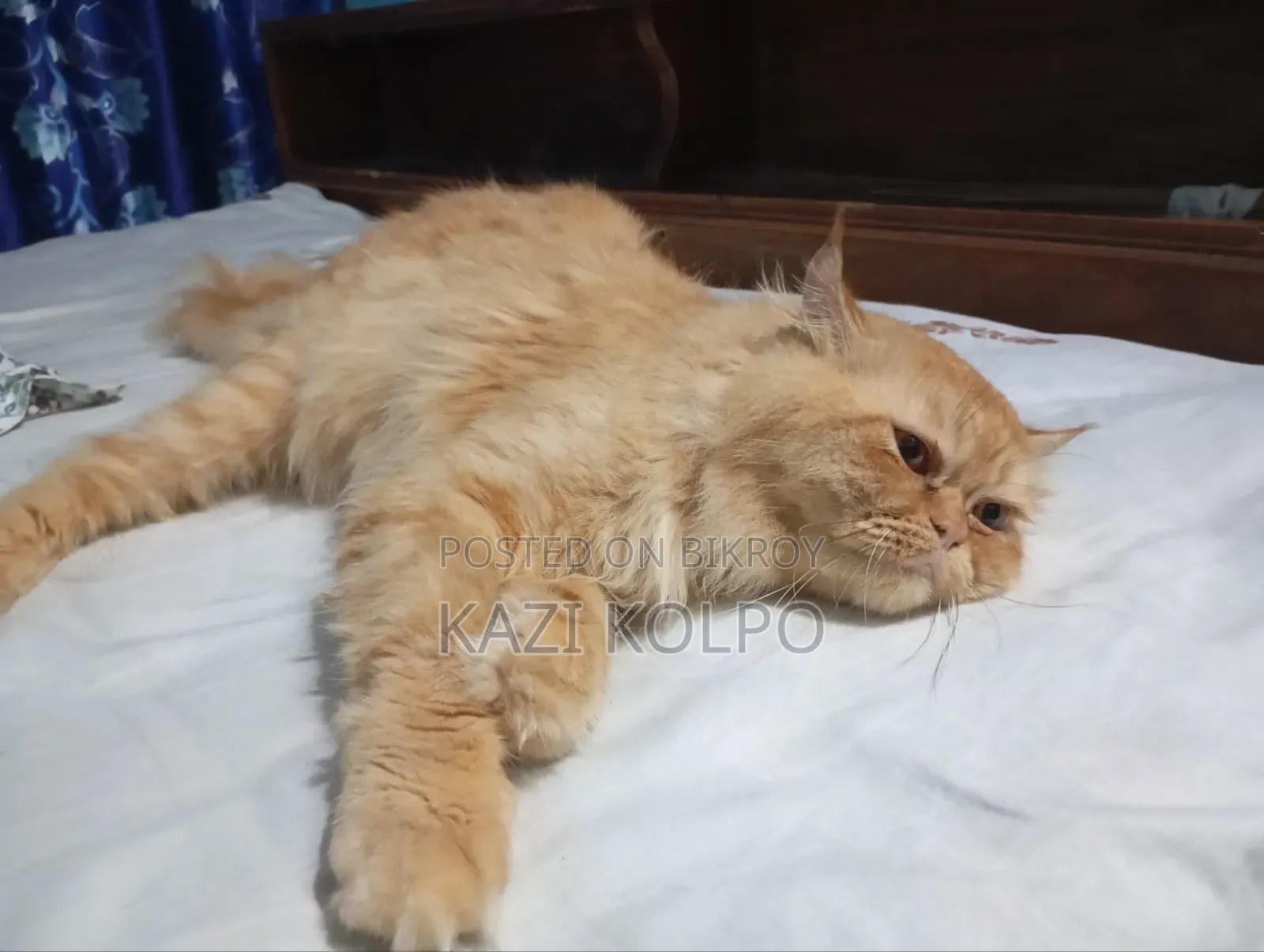 ১+ বছর বয়সী মেল পিওরব্রেড পারশিয়ান
