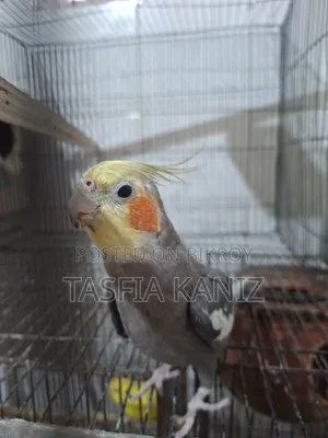 গ্রে মেল কোকাটেল
