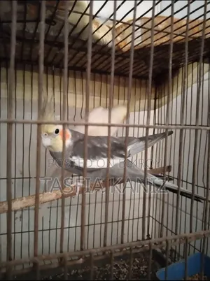 Gray Male Cockatiel