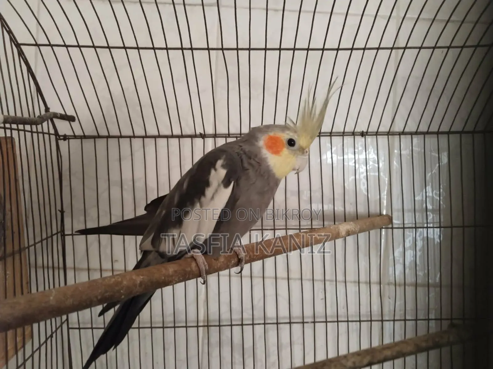 Gray Male Cockatiel