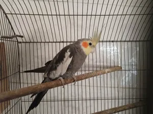 Gray Male Cockatiel