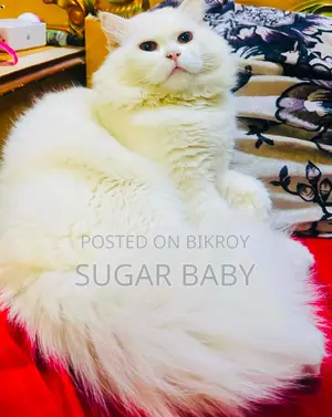 6-12 Months Male Purebred Persian Cat