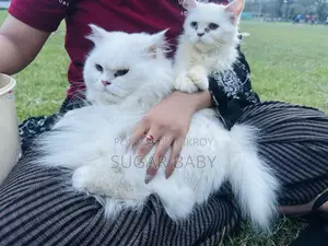 6-12 Months Male Purebred Persian Cat