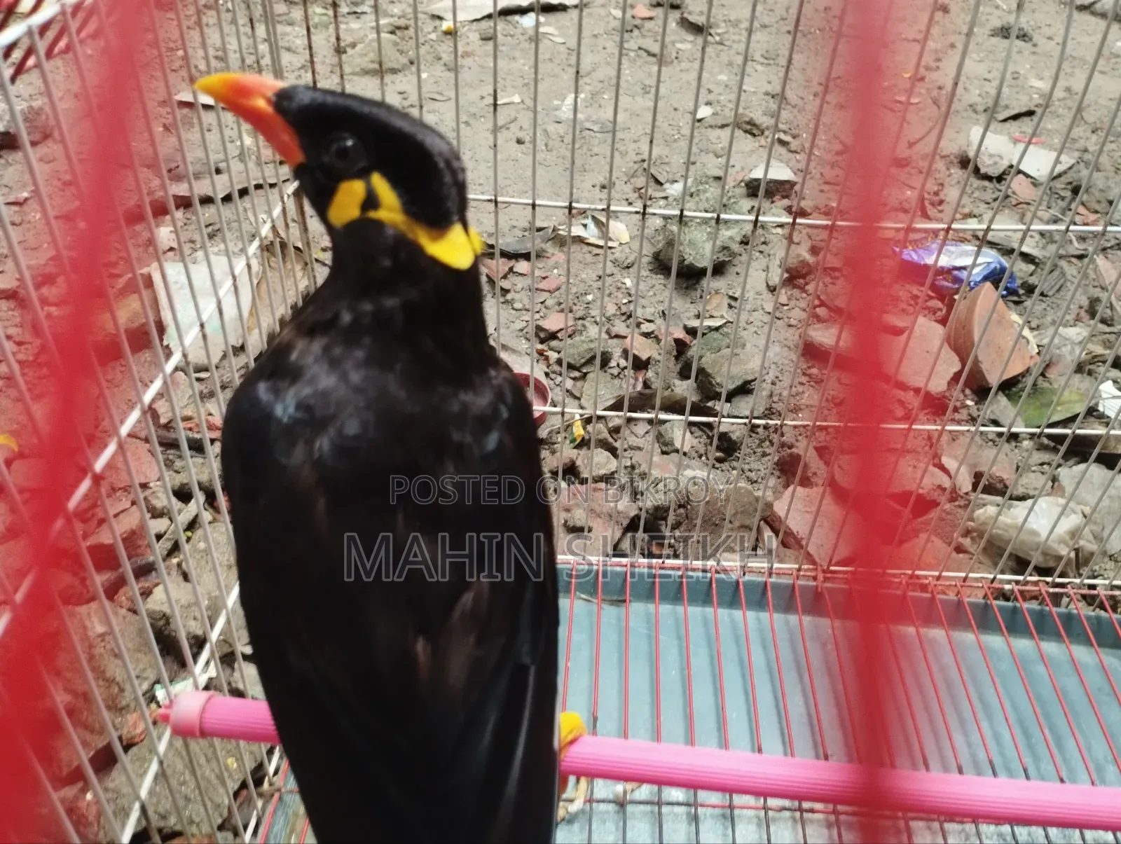 Talking Myna Bird