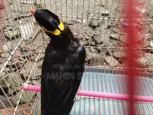 Talking Myna Bird
