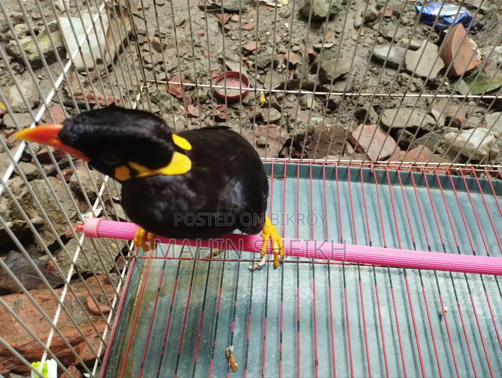 Talking Myna Bird