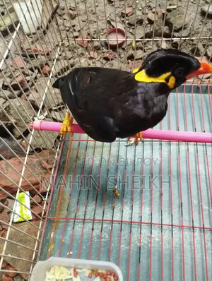Talking Myna Bird