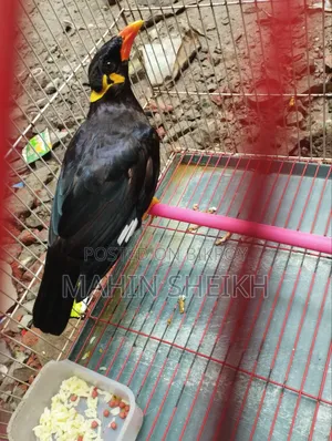 Talking Myna Bird
