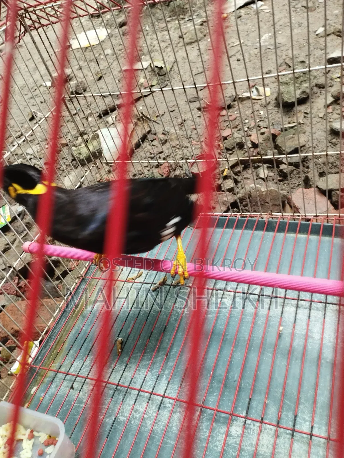 Talking Myna Bird