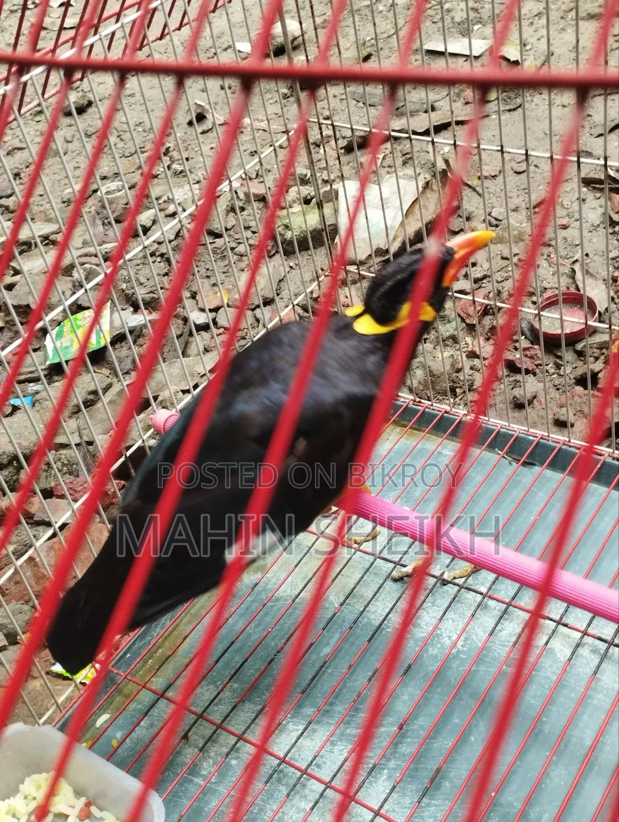 Talking Myna Bird