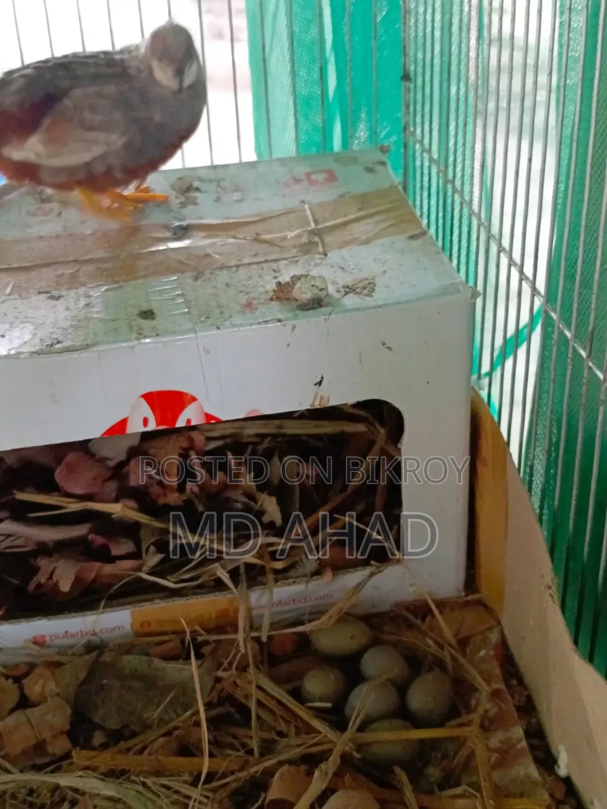 Running King Quail with chicks and hatching eggs for sale