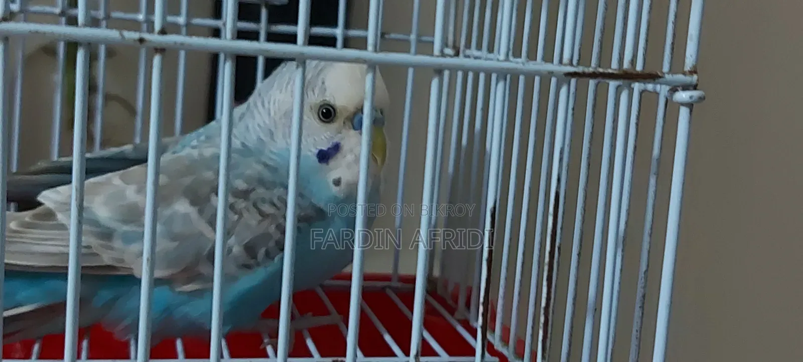 বাজিগর টিয়া