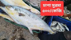 চট্টগ্রাম ফিশারিঘাটের সামুদ্রিক মাছ ও শুটকি