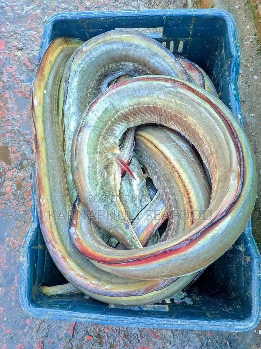 চট্টগ্রাম ফিশারিঘাটের সামুদ্রিক মাছ ও শুটকি