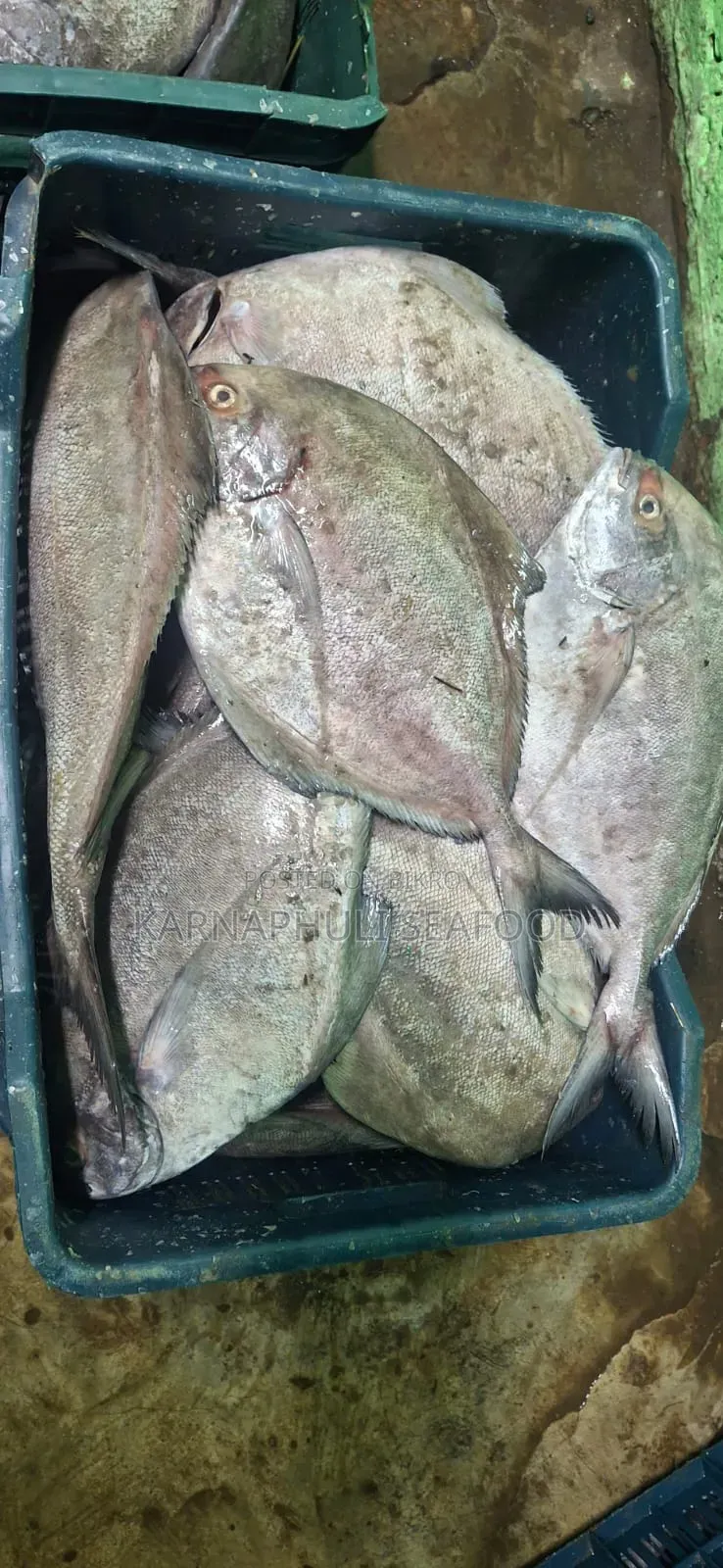 চট্টগ্রাম ফিশারিঘাটের সামুদ্রিক মাছ ও শুটকি