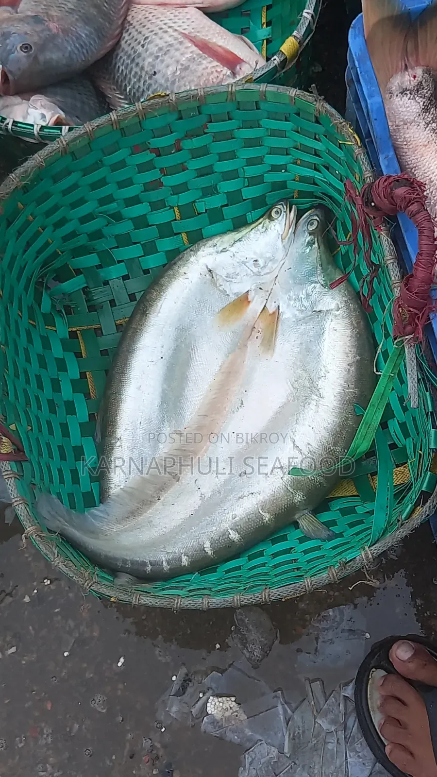 চট্টগ্রাম ফিশারিঘাটের সামুদ্রিক মাছ ও শুটকি