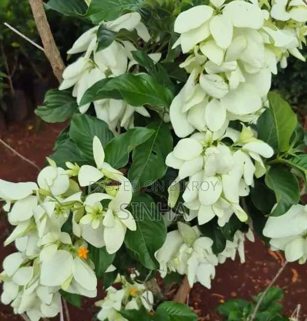 White Mussaenda