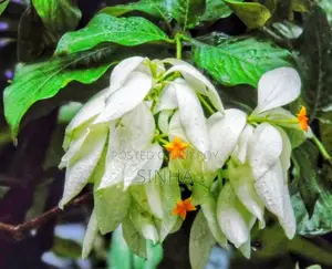 White Mussaenda