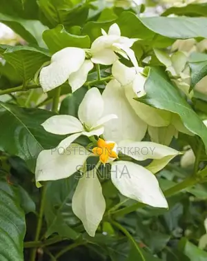 White Mussaenda