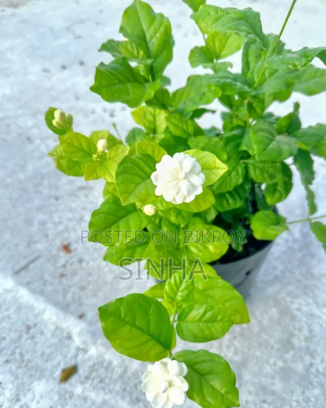 Beli Flower (Arabian Jasmine)