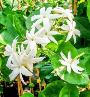Beli Flower (Arabian Jasmine)