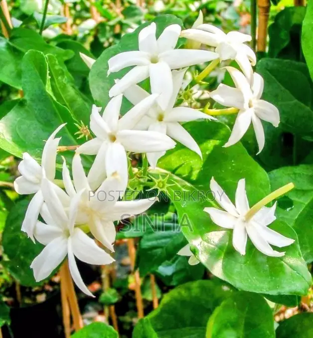 Beli Flower (Arabian Jasmine)