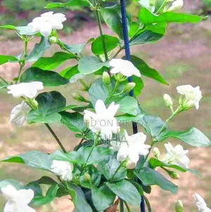 Beli Flower (Arabian Jasmine)