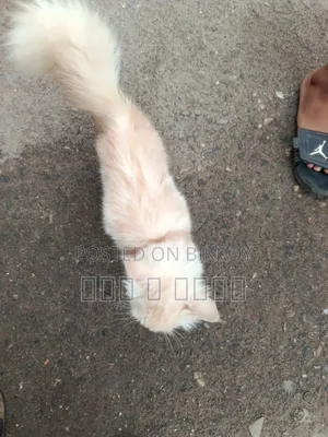 ৬-১২ মাসের পুরুষ বিশুদ্ধ পার্সিয়ান