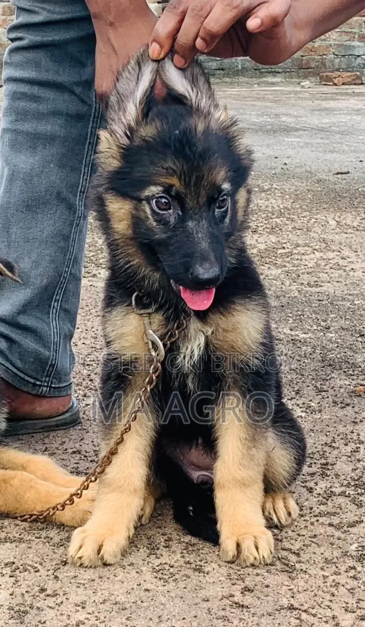 1-3 Months Male Purebred German Shepherd