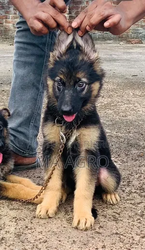 1-3 Months Male Purebred German Shepherd