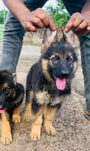 1-3 Months Male Purebred German Shepherd